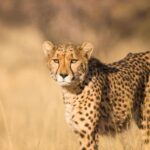 Entdecken Sie Luxus inmitten der Natur in Atzaró Okavango