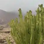 Fuerteventura Calima 29.06.2025