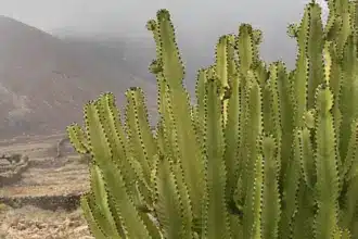 Fuerteventura Calima 29.06.2025