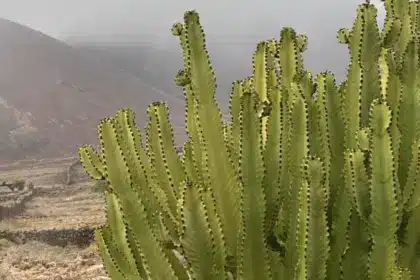 Fuerteventura Calima 29.06.2025