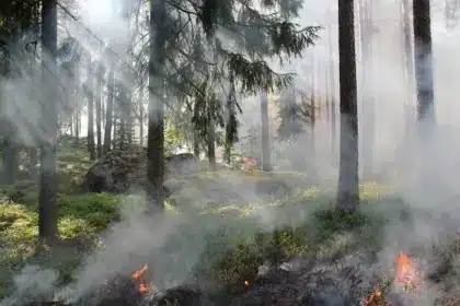 Warnung vor erhöhter Waldbrandgefahr auf Gran Canaria